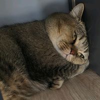 momo_ccat