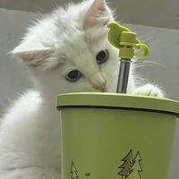 nhạc nền - mika020124