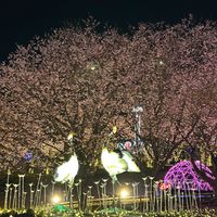 オリジナル楽曲 - 🌈🌸ひろ🌈🌸