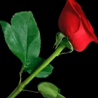 original sound - santalmoni