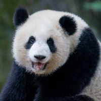 localpanda