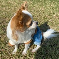 mydogisfamily04