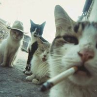 suara asli - DAMAN