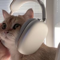 meodailylyrics