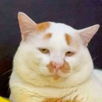 original sound - RoRoNoa BLACK