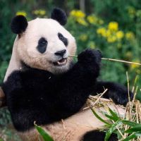 sonido original - user4739252303353