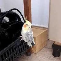 original sound - sophiamendoncasouza.smsg