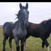 loshadi.nazakaz.nookat