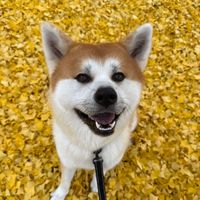 オリジナル楽曲 - 秋田犬の陸奥&源太(秋田犬カフェ)