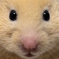 nurungi_hamster