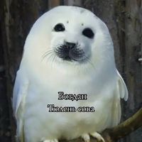 оригинальный звук