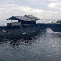 putumardiyanto