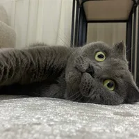 original sound - balbocegimrecmenn