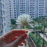 suara asli - COFE LATTE