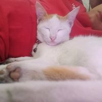 original sound - lyrikals