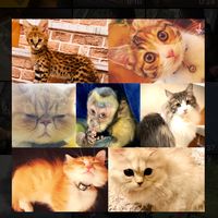 monkey.cat39