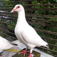 mehadmolla499