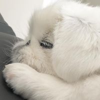peki_moco