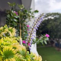 ahhnin_29