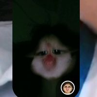 nhạc nền - 🐚