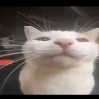 original sound - rtayavsbsbejjejeje