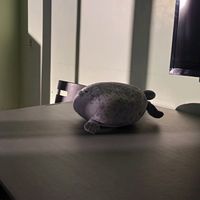 original sound - Unlucky