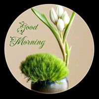 ayeshaach375