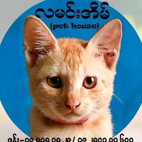 pethouse619