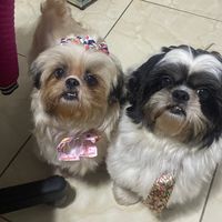 lupita_pasoka.shitzu