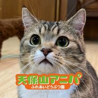 tenpozan.anipa