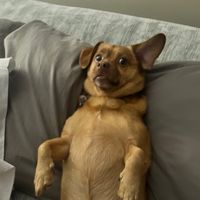 blaze_chihuahuamix