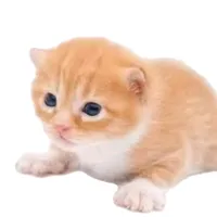 original sound - garylatinoficial