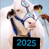 original sound - 786cow