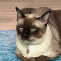 luckiecat889