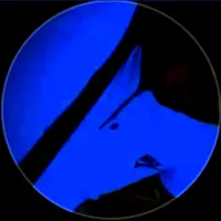 original sound - rossignolalgerian