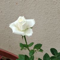 mamathfaizmamathfaiz