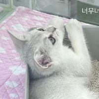 오리지널 사운드 - MUSICDAY🎶