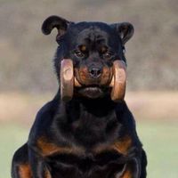 varya.rotti.york
