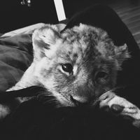 оригинальный звук - ?¿