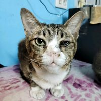 wasna_cat_2024