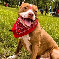 pitfamily_10