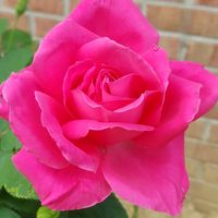 iamrose1326