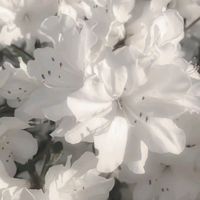 เสียงต้นฉบับ - น้ํามะพร้าว