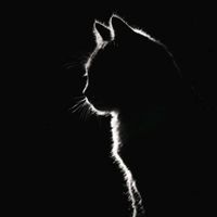 suara asli