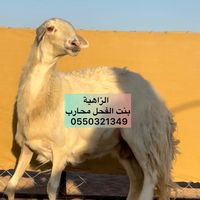 manalamk9t8