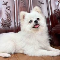 nhạc nền - ud2847e