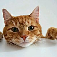 原聲 - 懶得取名