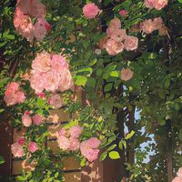 original sound - ဝေးကွာခြင်း