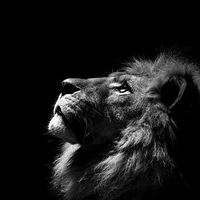 leo.riz