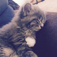 sweetysllie